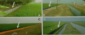 Gambar 7. Pemasangan LTBS (tanda panah) antara sawah-kampung (A), sawah-tanggul irigasi (B), sawah-jalan/pematang (C) & memotong jalur migrasi tikus (D)