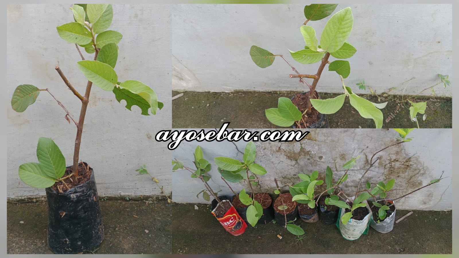 Bibit jambu kristal putih unggul