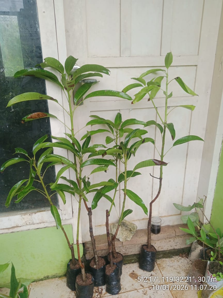 Bibit varietas unggul mangga madu