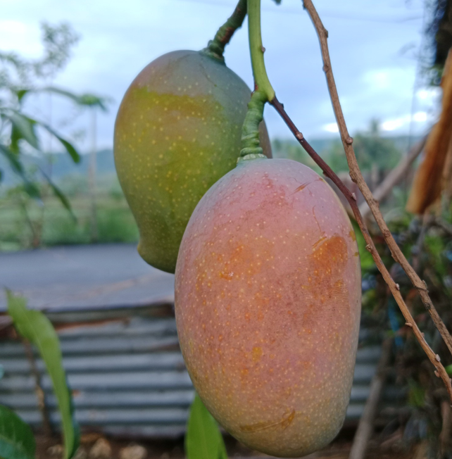 Buah Mangga Agri Gardina45