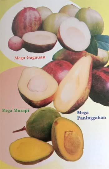 Alpukat Mega Gagauan, Alpukat  Mega Murapi, Alpukat Mega Paninggahan