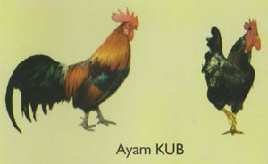 Ayam KUB