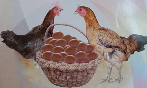 Ayam kampung terseleksi berproduksi tinggi