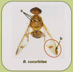 Bactrocera cucurbiate