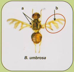 Bactrocera umbrosa