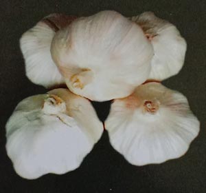 Budidaya Bawang Putih