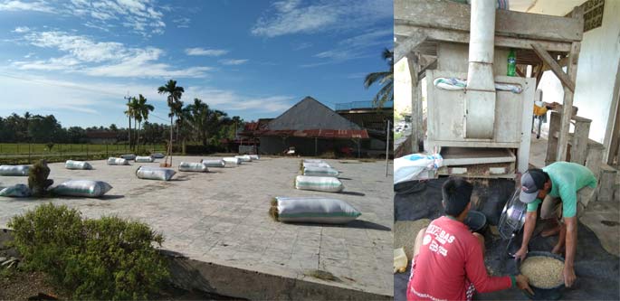 KP. Mariri BPTP Balitbangtan Sulsel, Tetap Aktif Kembangkan Varietas Benih Padi Balitbangtan