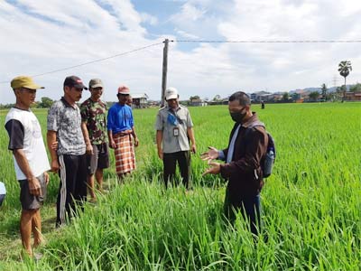 Bimtek Budidaya Padi di Pangkep Sulawesi Selatan