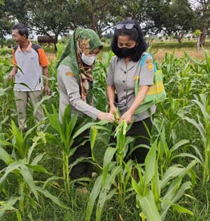 Pemotongan bunga jantan atau pembuangan bunga jantan pada tanaman betina pada tanaman jagung