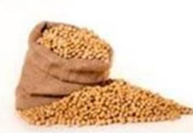 kedelai