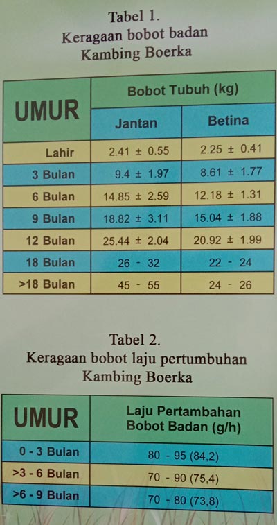 Keragaan bobot badan Kambing Boerka
