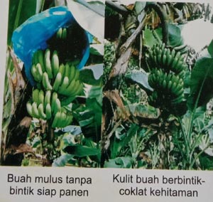 Buah mulus pisang barangan tanpa bintik setiap panen