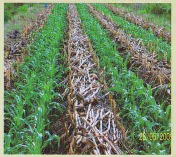 budidaya jagung ip 400