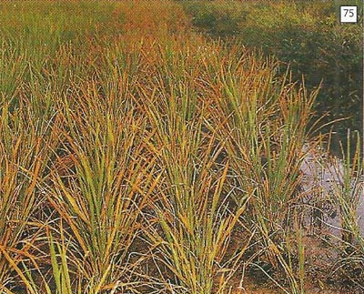 Daun berubah warna menjadi coklat, ungu, kuning atau oranye dan mati