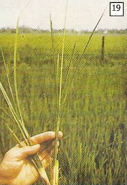 Gejala kerusakan; daun menggulung seperti daun bawang