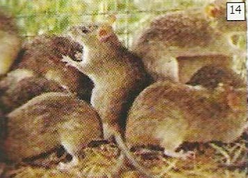 Tikus yang terperangkap dalam bubu perangkap (SPB)