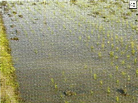 Bibit yang hilang dan bekas potongan daun dan batang terlihat mengembang akibat dimakan keong mas