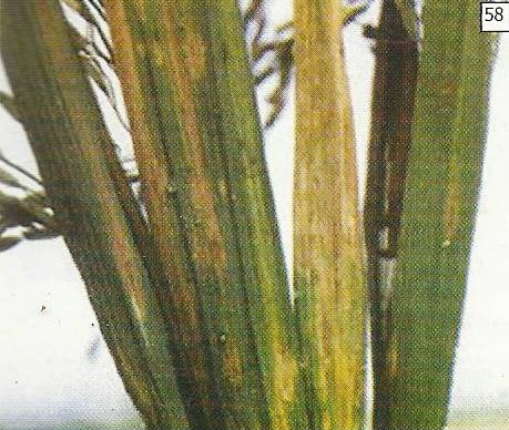 Bercak yang bersatu menyerupai gejala hawar daun bakteri