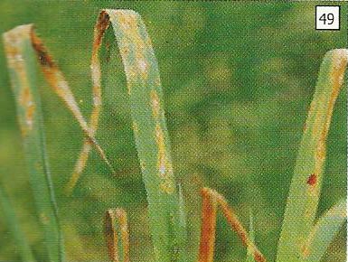 Gejala blas pada daun, bercak berbentuk belah ketupat