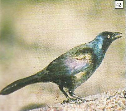 Burung