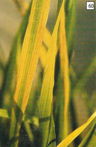 Daun mengalami perubahan warna menjadi kuning dimulai dari ujung daun-daun tua