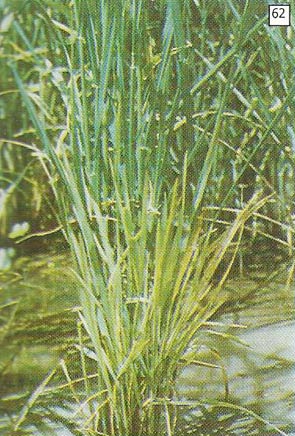 Daun tanaman padi menjadi sempit, pendek dan kaku, berwarna hijau pucat.