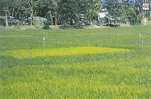 Gejala umum pada tanaman muda yang kahat nitrogen adalah seluruh tanaman menguning (tengah)