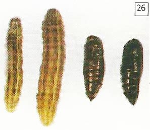 Larva dan pupa ulat tentara