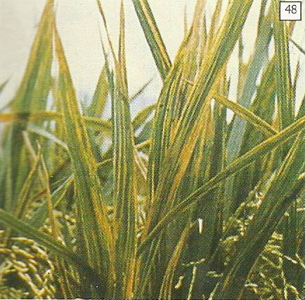 Akibat infeksi bakteri daun bergaris, seluruh pertanaman menjadi berwarna oranye kekuning-kuningan