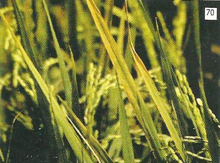 Gejala pada ujung daun tua seperti terbakar, berubah warna menjadi kuning sampai kecoklatan