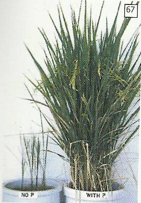 Tanaman yang kahat hara P tumbuh kerdil dan daun menjadi berwarna hijau gelap dan tegak lurus (kiri)