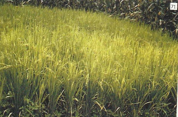 Gejala khlorosis pada daun muda akibat kekurangan belerang (S)
