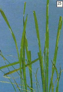 Gejala kerusakan yaitu daun terpotong seperti digunting