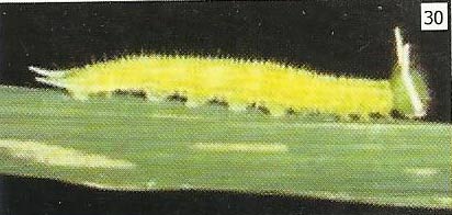 Larva ulat tanduk hijau memiliki 2 pasang tanduk, satu pasang dibagian ujung kepala dan yang satu lagi dibagian ujung abdomen
