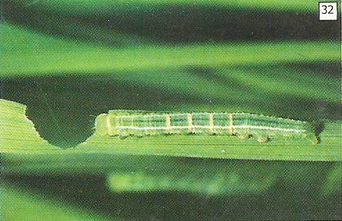Larva tua ulat jengkal-palsu hijau makan dari pinggirn daun
