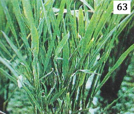 Gejala awal kerdil hampa adalah daun bergerigi pada fase awal tanaman muda