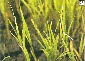 Gejala kerusakan pada daun yang dimakan mulai dari tepi daun dan hanya meninggalkan tulang daun dan batang