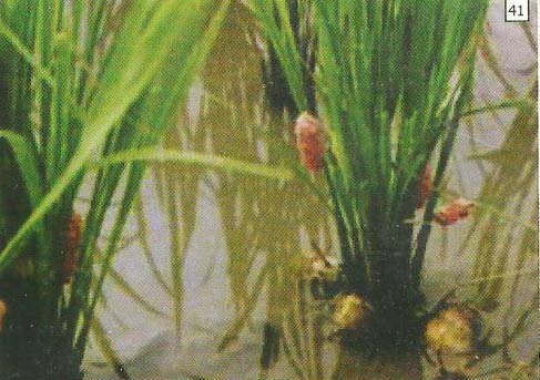 Telur keong mas berwarna merah muda