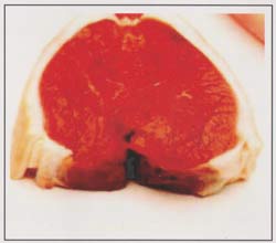 Daging Domba