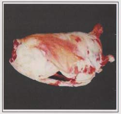 Daging Kambing