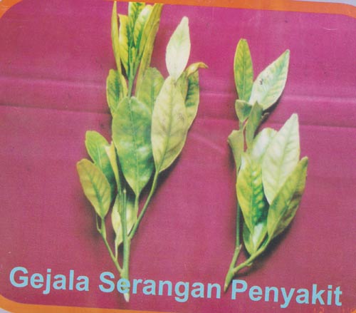Gejala serangan penyakit jeruk keprok