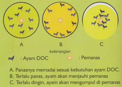 Indokator panas ruangan kandang ayam kampung unggul