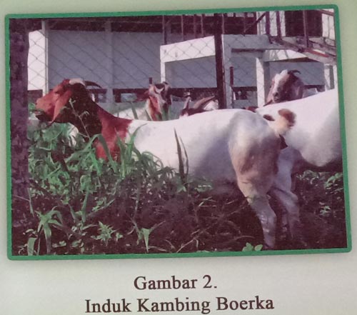 Induk Kambing Boerka
