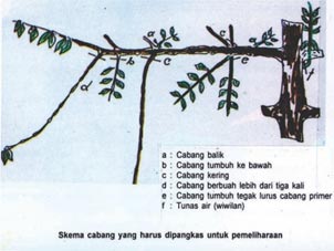 Jenis jenis cabang kopi
