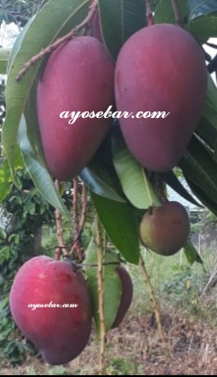 jual-bibit-mangga-garifta-merah-asli-makassar-maros.jpg