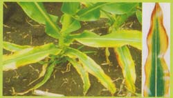 tanaman kahat K pada jagung