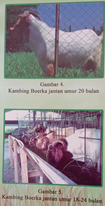 Kambing Boerka jantan umur 20 bulan . Kambing Boerka Jantan umur 18-24 bulan