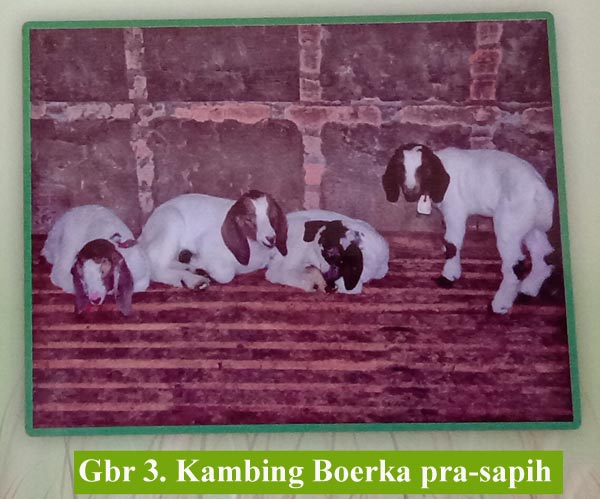 Kambing Boerka pra-sapih