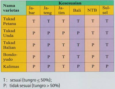 Ketahanan varietas tahan tungro dengan berbagai sumber inokulum tungro