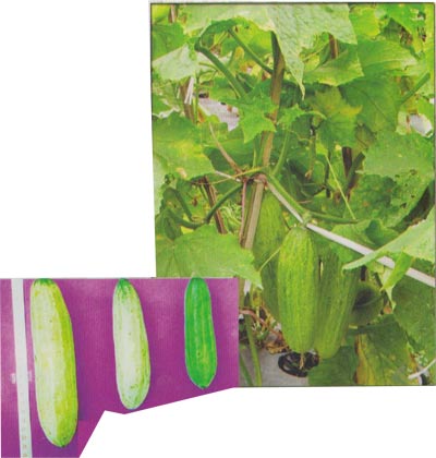 Mentimun varietas saturnus